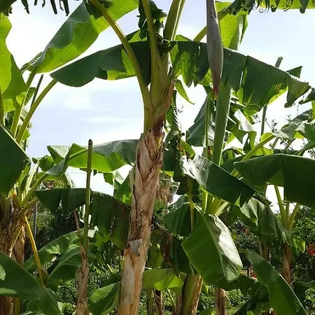 Penzion Europa And Restaurant 4*